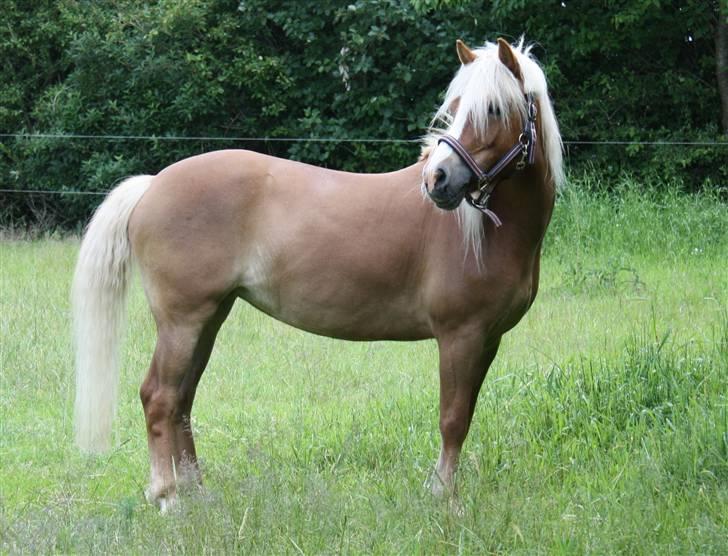 Anden særlig race » Miss Movie Star | SOLGT - Velkommen til Movie´s profil, god fornøjelse :D billede 1