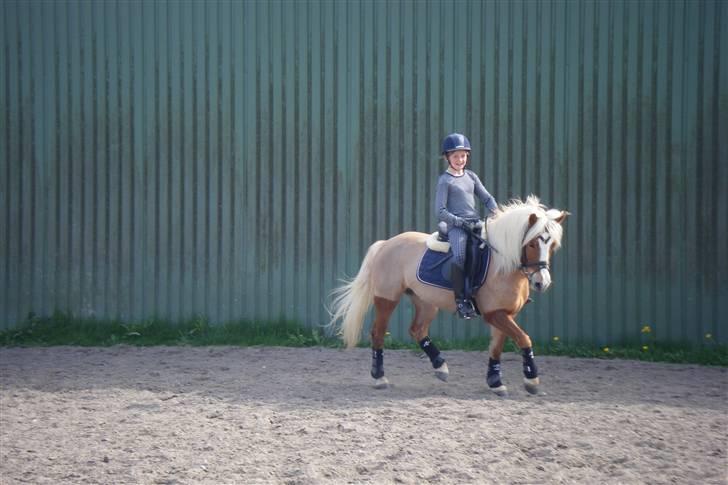 Anden særlig race » Miss Movie Star | SOLGT - Dressur træning hun var fin den dag ;) billede 2