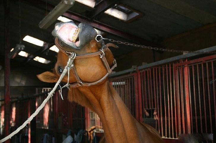 Anden særlig race Sødals Shakira - R.I.P<33 - shakira smiler på komando :-) noget skulle man jo have tiden til at gå med da hun havde brækket benet.. Du er simpelthen for skøn min pige! <3 billede 9