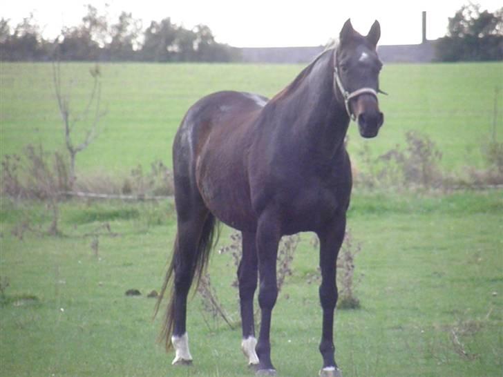 Dansk Varmblod Cassandra  billede 10