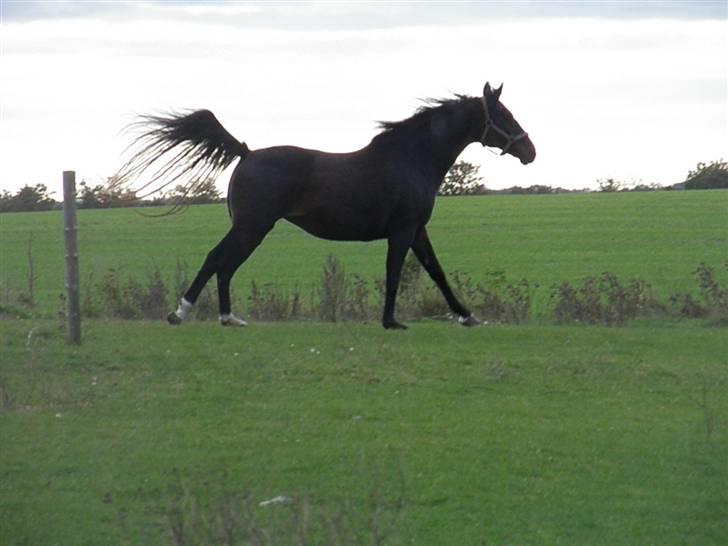 Dansk Varmblod Cassandra  billede 11