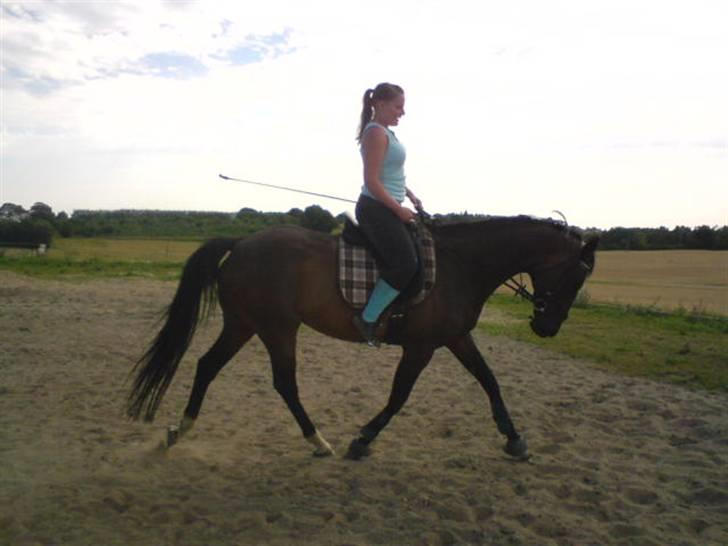 Dansk Varmblod Cassandra  billede 12