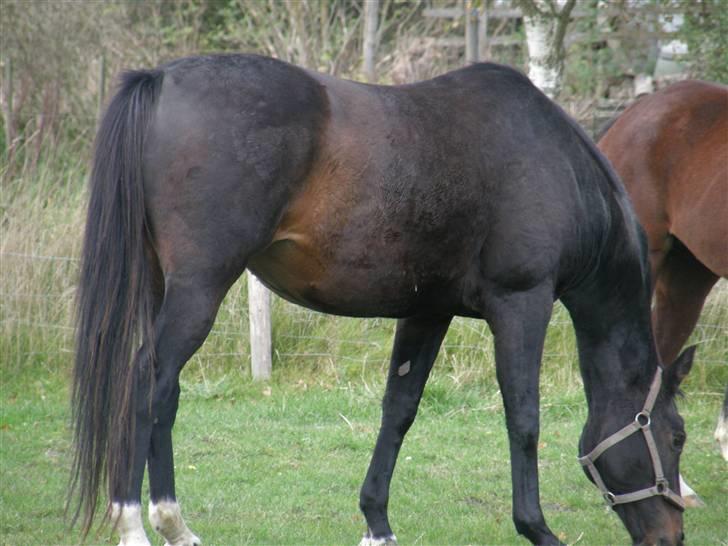 Dansk Varmblod Cassandra  billede 13