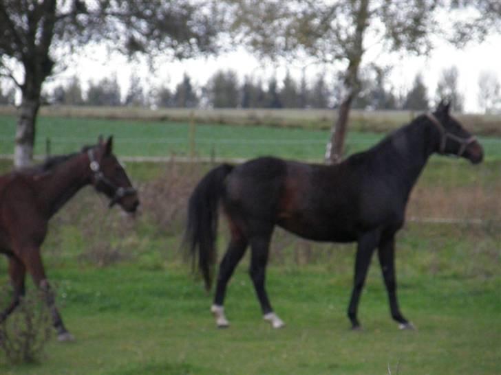 Dansk Varmblod Cassandra  billede 14