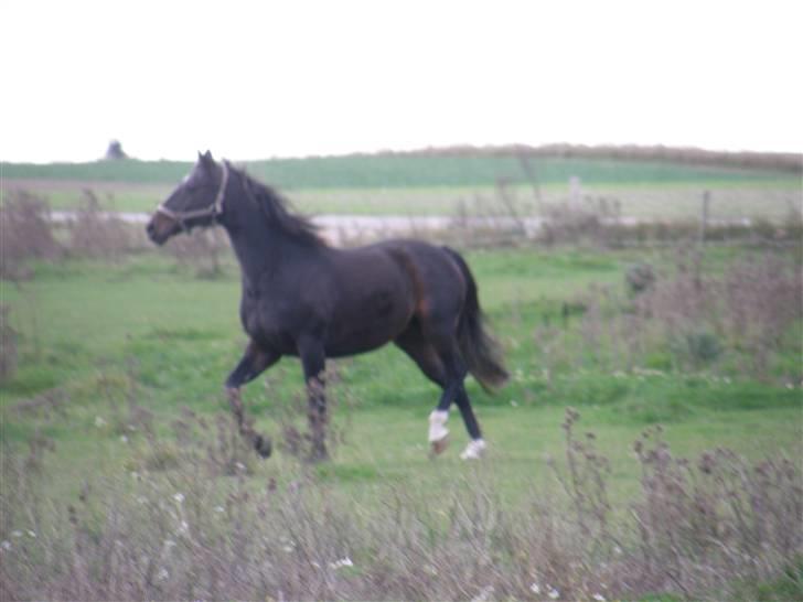 Dansk Varmblod Cassandra  billede 15