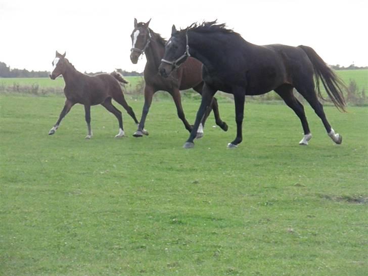 Dansk Varmblod Cassandra  billede 17