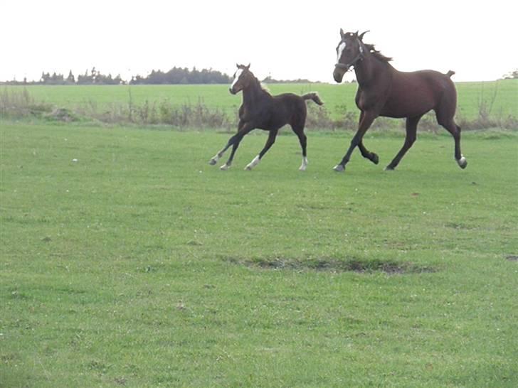 Traver tulle wenbo  billede 15