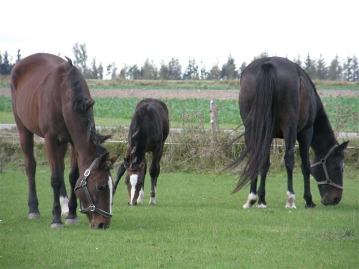 Traver tulle wenbo  billede 16