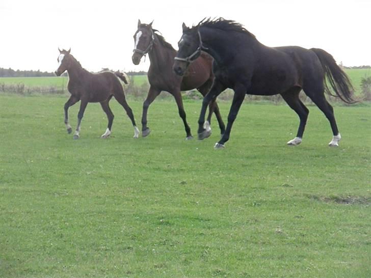 Anden særlig race Saam-a-li's surprise*DØD* billede 19