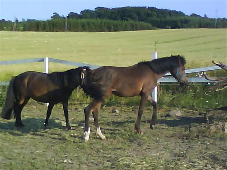 Anden særlig race Saam-a-li's surprise*DØD* billede 20