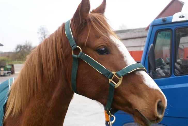Welsh Partbred (Sec F) Zena - zena siger hej til min profil... billede 1