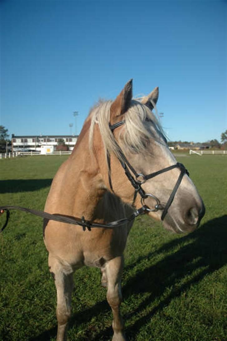 Haflinger Victor Af Næsbæk R.I.P billede 3