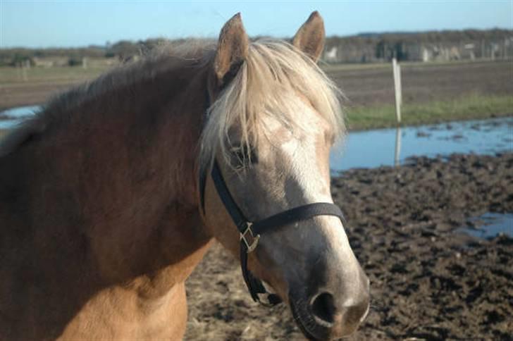 Haflinger Victor Af Næsbæk R.I.P billede 5