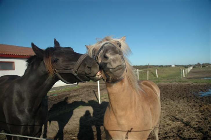 Haflinger Victor Af Næsbæk R.I.P billede 9