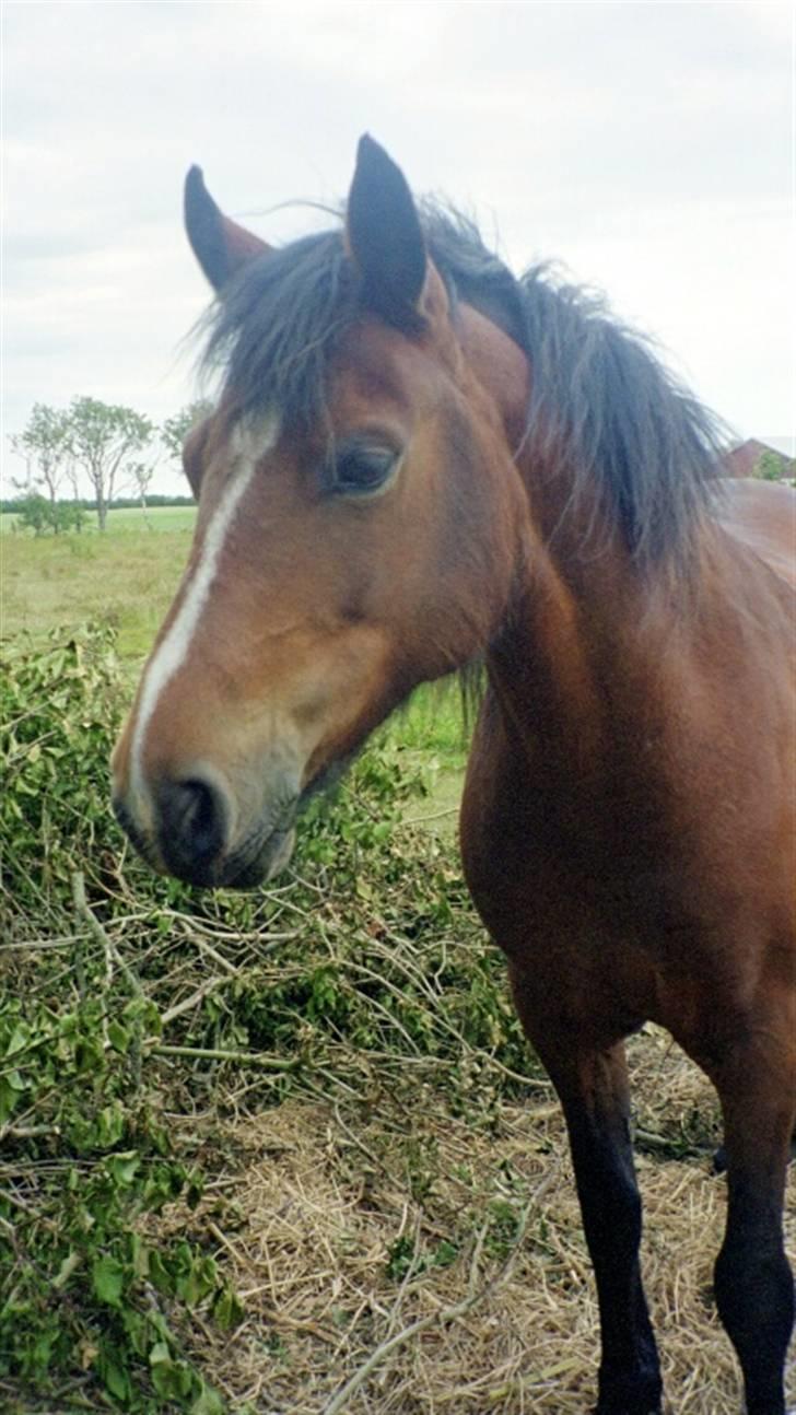Anden særlig race Lover Girl † - Lover Girl billede 1