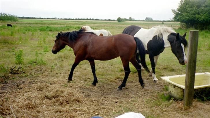 Anden særlig race Lover Girl † - Lover Girl og Cheyenne billede 5
