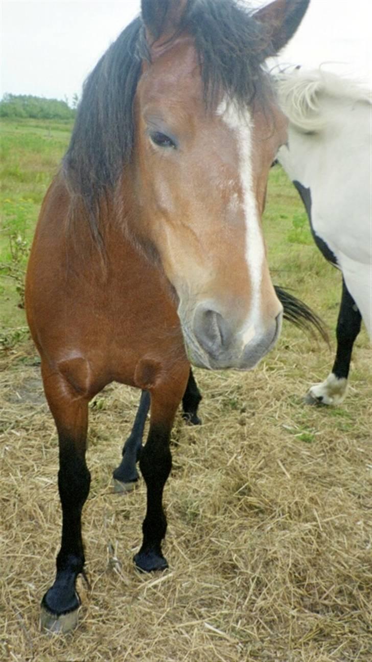 Anden særlig race Lover Girl † - Lover Girl billede 6