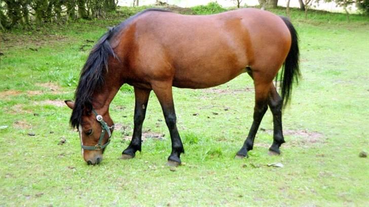 Anden særlig race Lover Girl † - Lover Girl billede 7