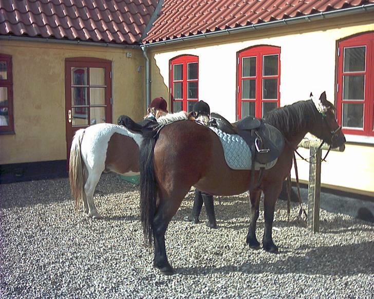 Anden særlig race Lover Girl † - Opsadling udenfor billede 9