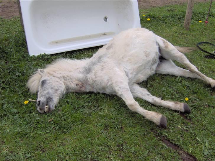 Anden særlig race Mille/Ginny ( aflivet) - mille død<33 billede 20