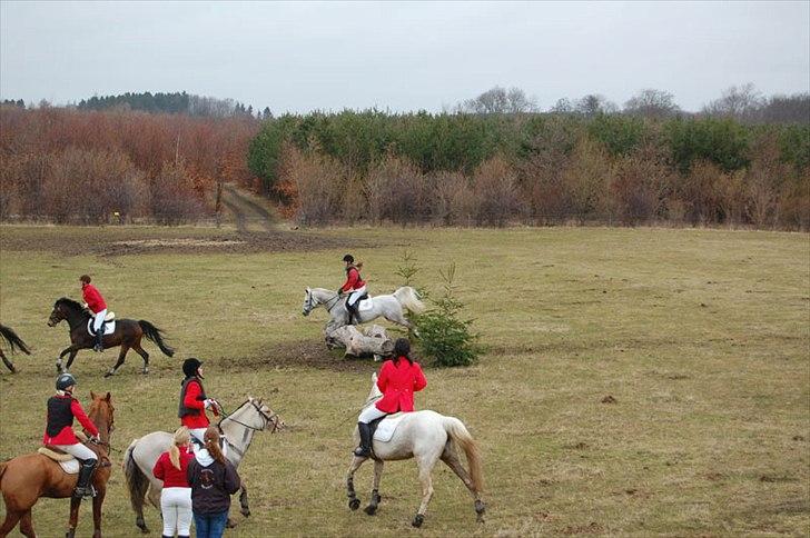 Arabisk fuldblod (OX) Dienna - mig og Dienna, babyjagt 2010 billede 9