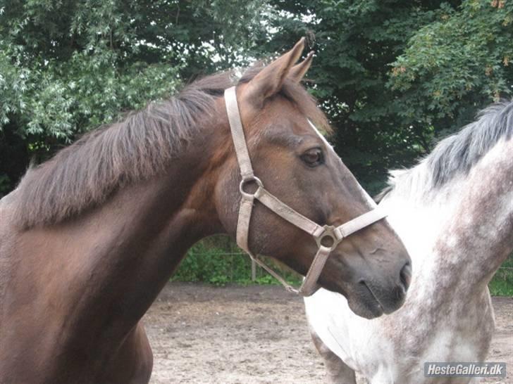 Anden særlig race Indy billede 16