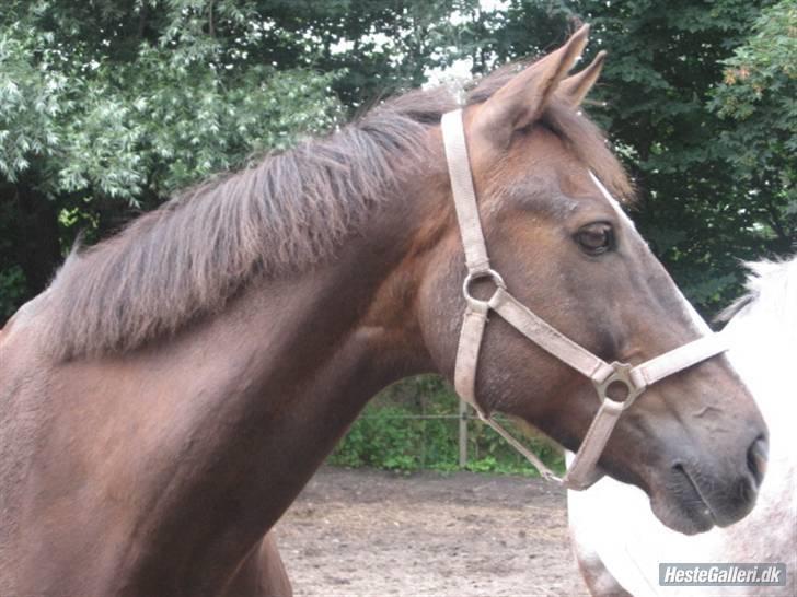 Anden særlig race Indy billede 17