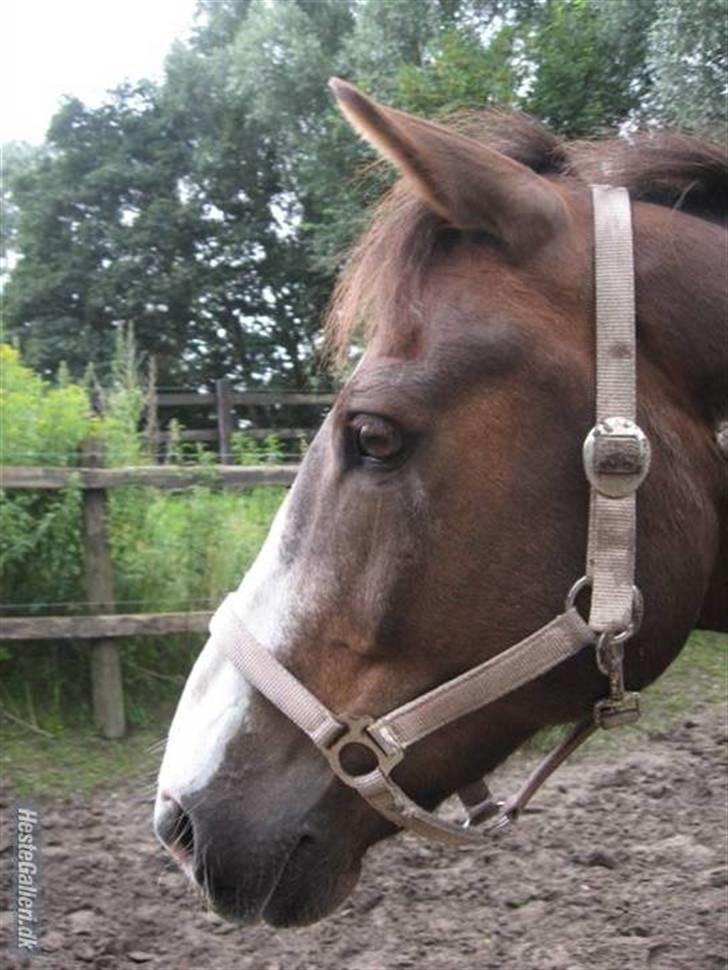 Anden særlig race Indy billede 19