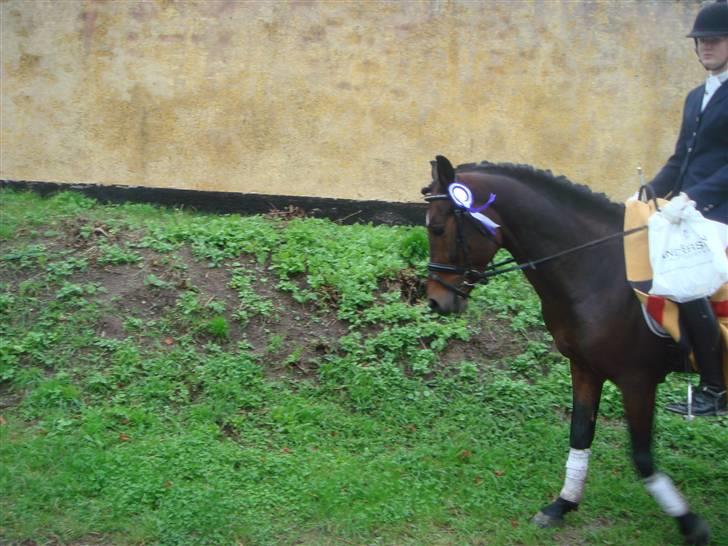 New Forest 1.Class Prince Albert - er jeg ikke dygtig  billede 16