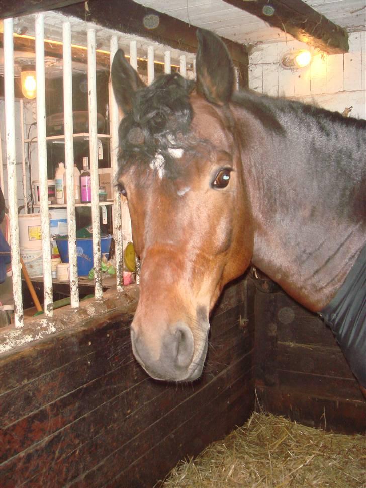 New Forest 1.Class Prince Albert billede 19