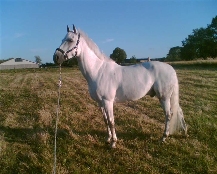 DSP Aaby's Kimba - R.I.P :'( - Kimba - en sommeraften ude på marken :D <´33 - Er han ikke bare smuk ? <´33 billede 13