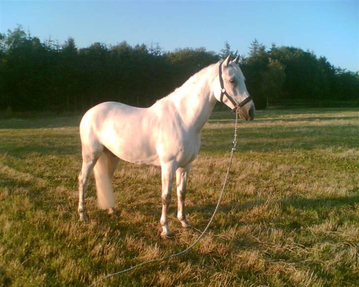 DSP Aaby's Kimba - R.I.P :'( - Kimba - en sommeraften ude på marken :D <´33 Smukkeste <´33 billede 14