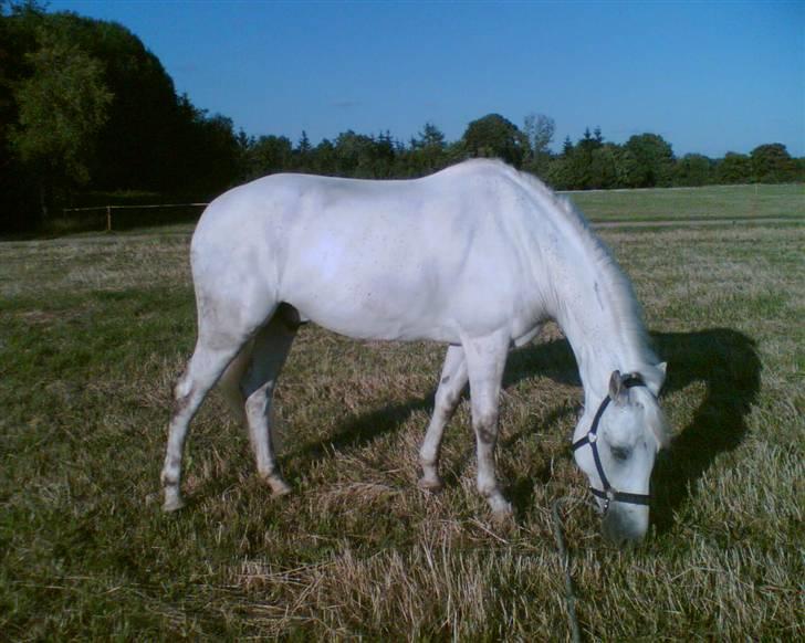 DSP Aaby's Kimba - R.I.P :'( - Kimba - en sommeraften ude på marken :D <´33 - Namme´namme´nam ! :D billede 15