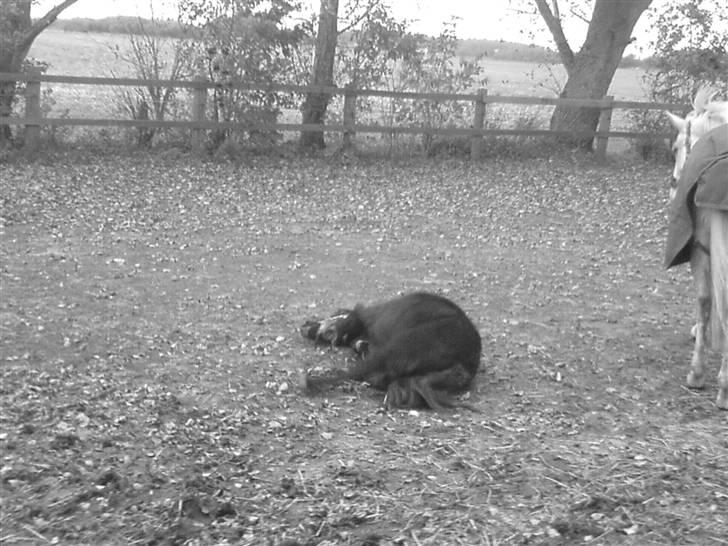 Shetlænder laban billede 18