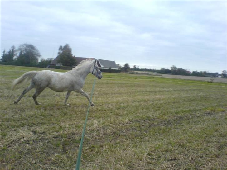 Anden særlig race shadow billede 19