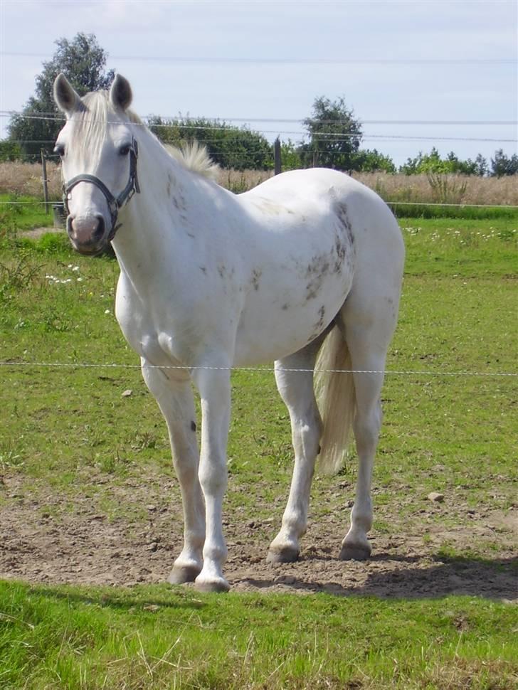 Connemara Freja Hedelund SOLGT;´(  - Freja på fold på Dyresten billede 8