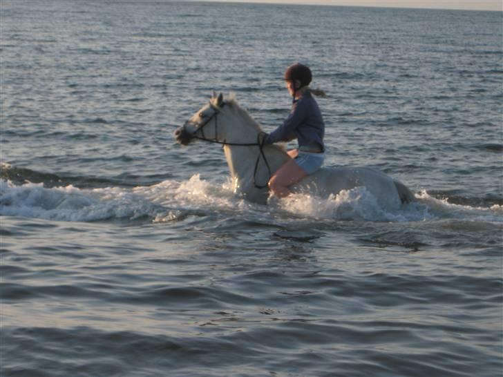 Connemara Freja Hedelund SOLGT;´(  - På stranden med lotte og min træner Christina billede 10