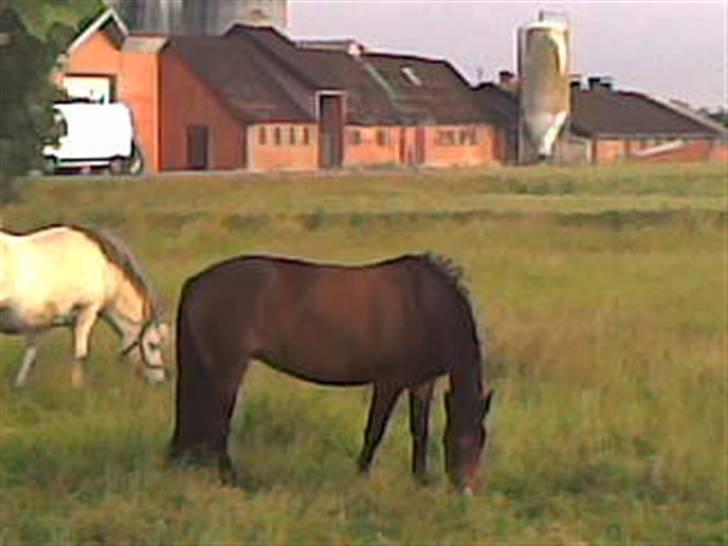 New Forest Krejbjergs Nirvana *solgt - en tidlig morgen på fold. billede 4