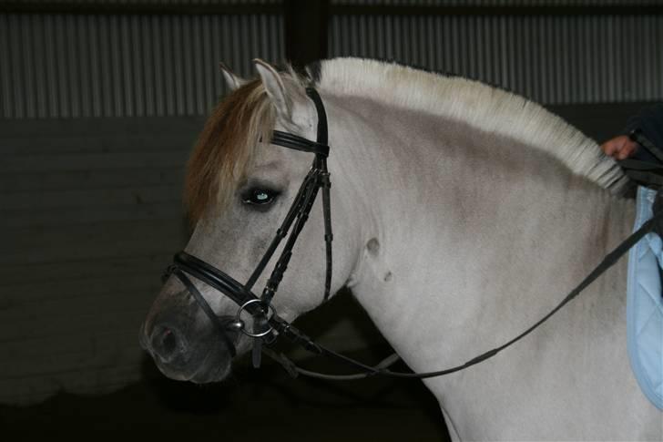 Fjordhest Ingegård's QTO *Savnet* <3 billede 10