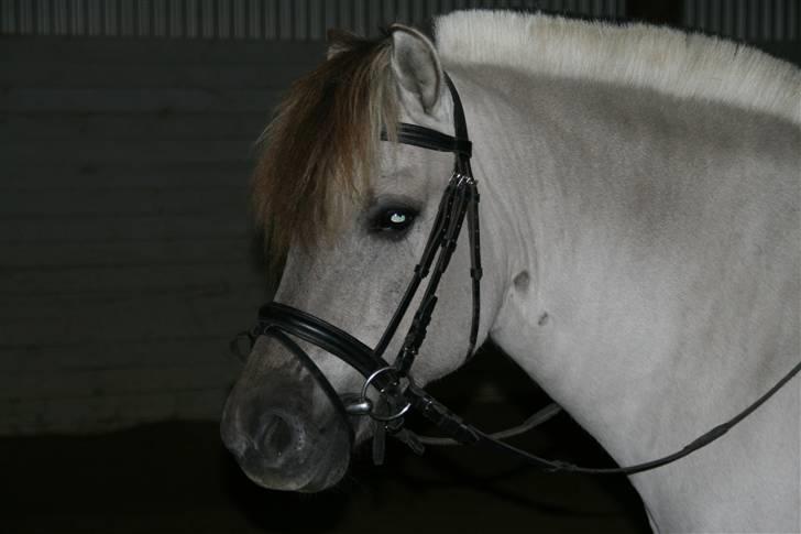 Fjordhest Ingegård's QTO *Savnet* <3 billede 11