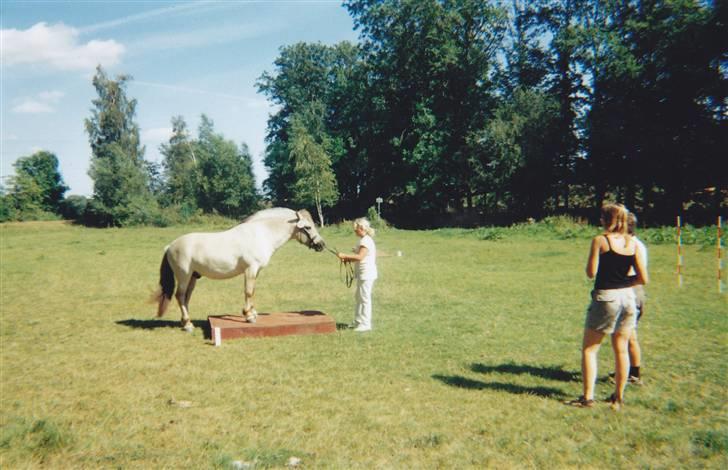 Fjordhest Ingegård's QTO *Savnet* <3 - mig og QTO til Fjordhestegranprix, her i agility billede 12