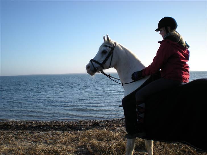 Arabisk fuldblod (OX) Silver Elisha  - en lille hygge tur ved stranden  billede 12