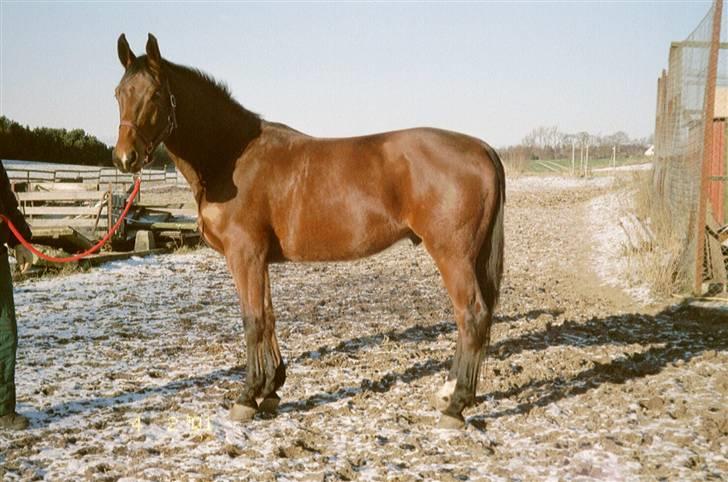 Dansk Varmblod Ragazoni *R.I.P* - Ragazoni 4 år november 2000 billede 4