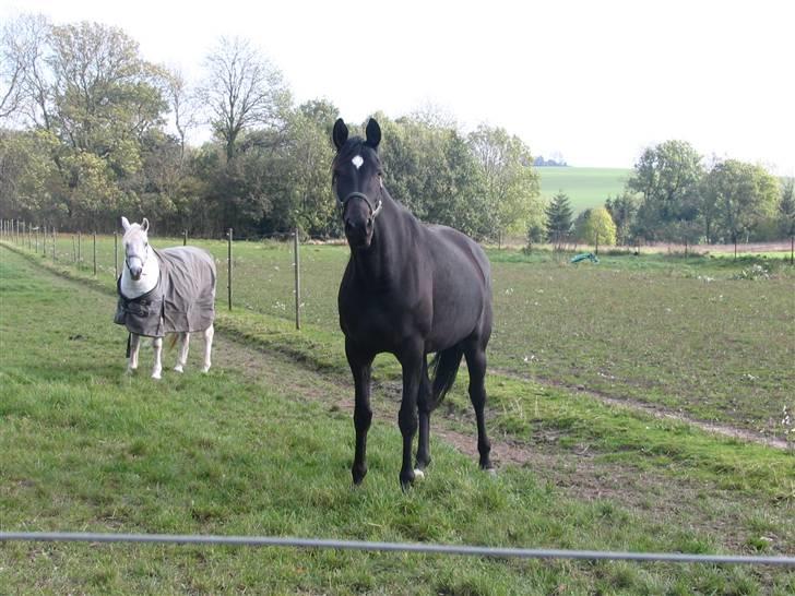 Dansk Varmblod Shania (død) - 15. Shania på fold 14. oktober 2007 billede 15