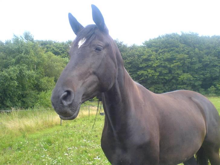 Dansk Varmblod Shania (død) - 16. Da vi var nede og se på hende billede 16