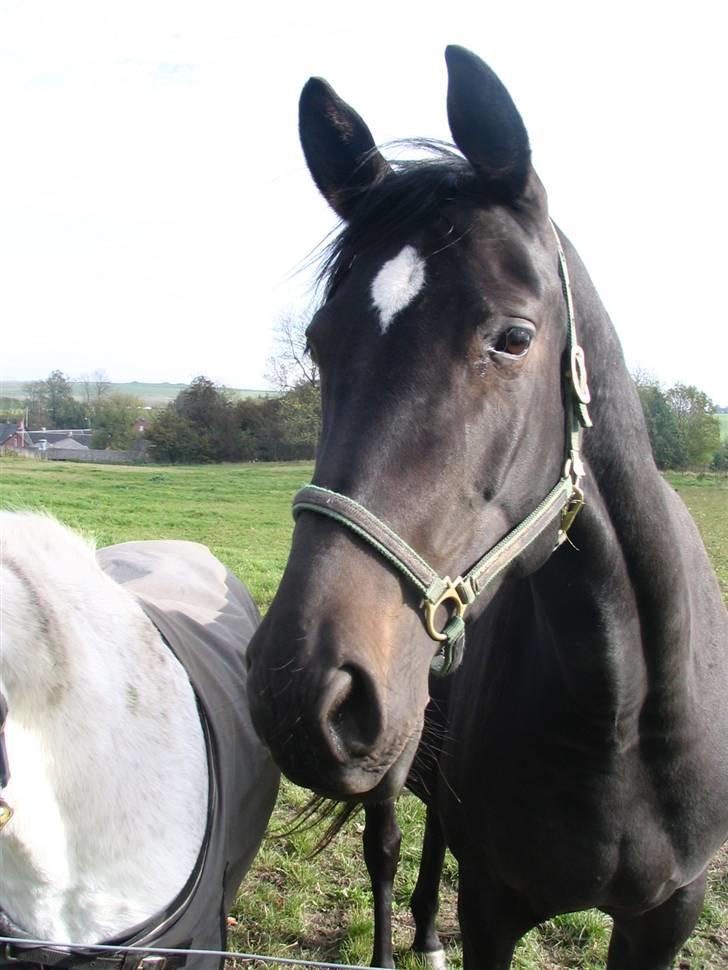 Dansk Varmblod Shania (død) - 17. Shania - 14. oktober 2007 billede 17