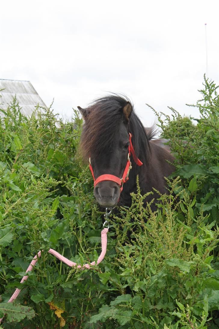 Shetlænder Gabbi *solgt* :'( - Velkommen til Gabbi´s Profil, Undskyld kvaliteten på de fleste billeder de er alle taget med mobil.. *FLERE BILLEDER KOMMER* billede 1