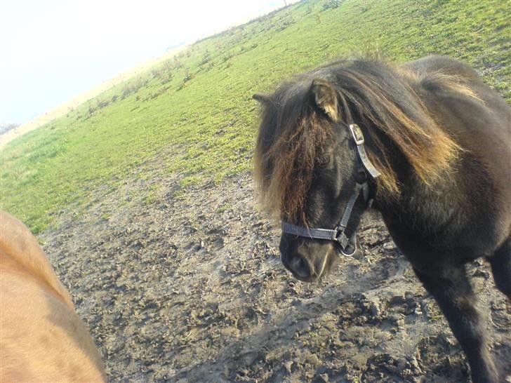 Shetlænder Gabbi *solgt* :'( - li da jeg havde fået hende hjem:) billede 2