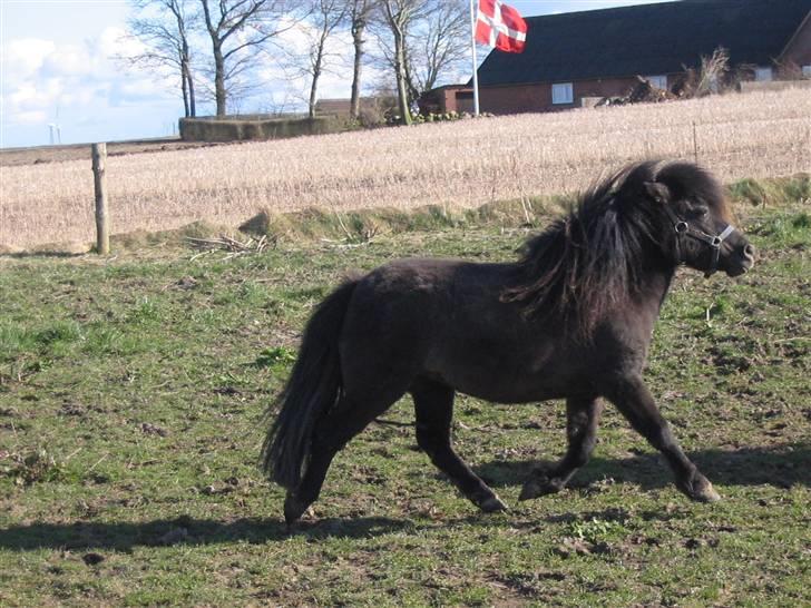 Shetlænder Gabbi *solgt* :'( - Se hvor fin jeg er!! =) billede 3