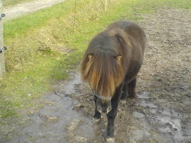 Shetlænder Gabbi *solgt* :'( billede 4